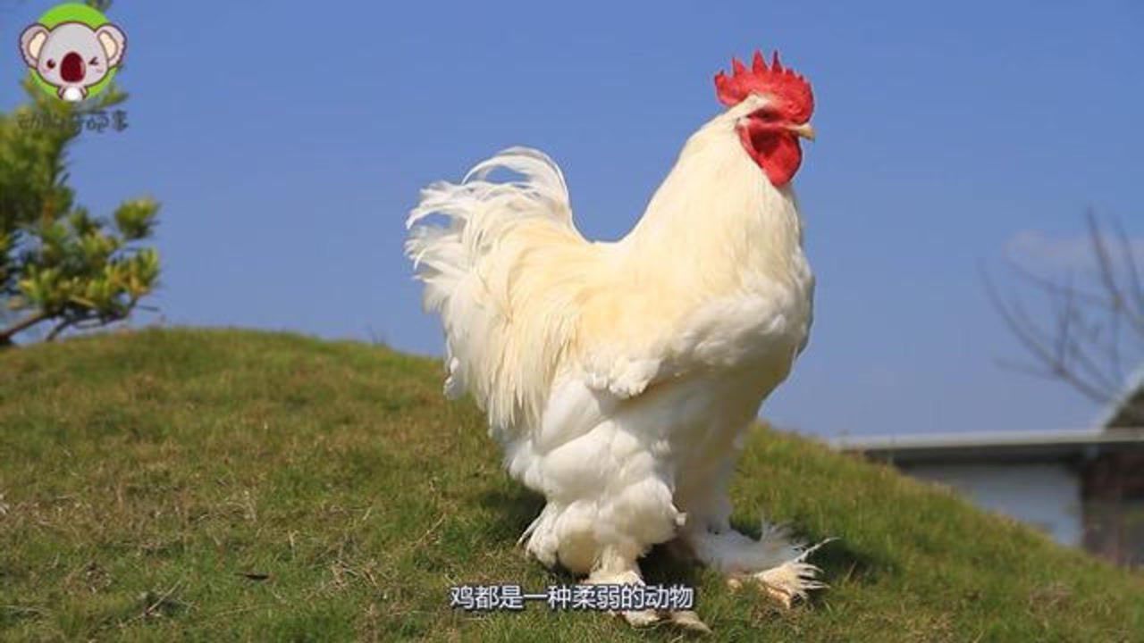 婆罗门鸡号称鸡中的巨无霸体重可达20斤当之无愧的战斗鸡