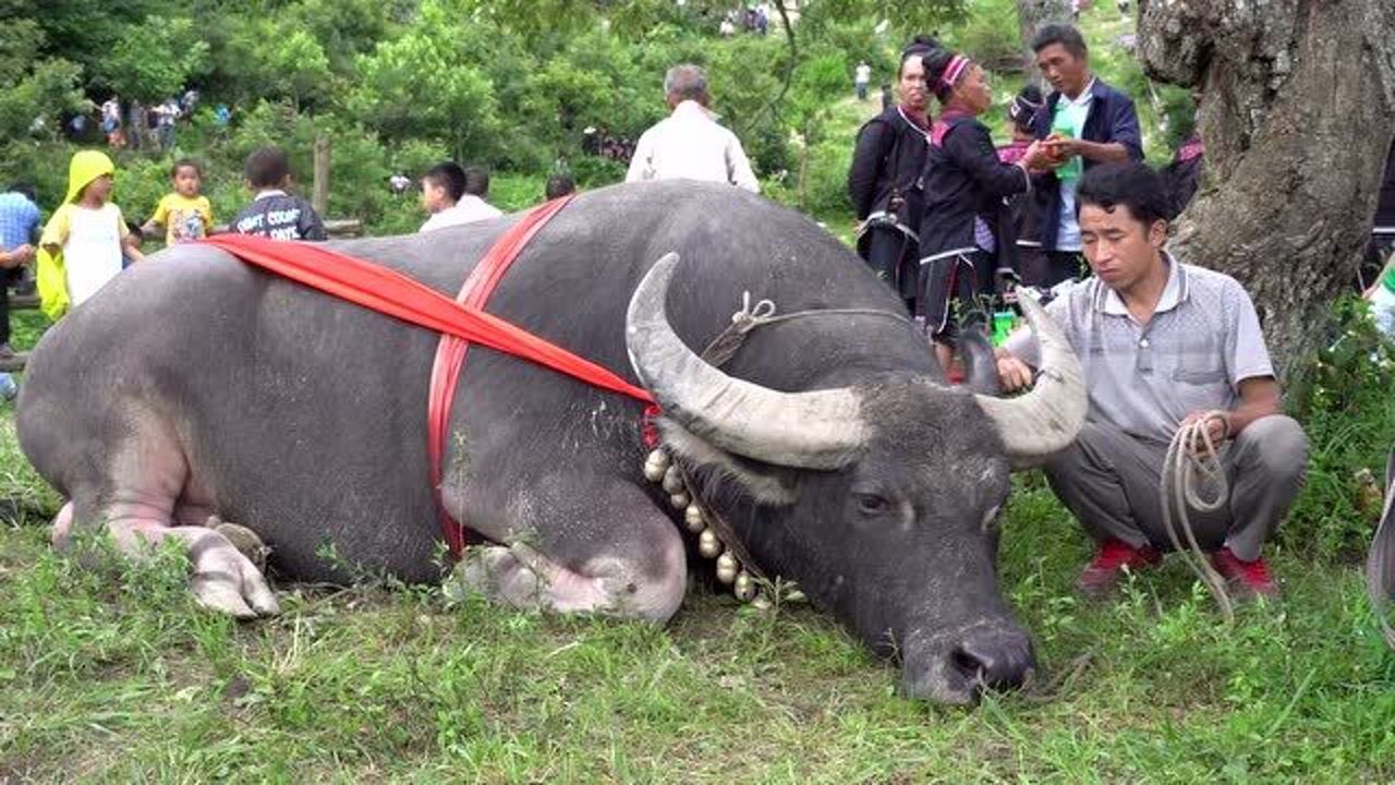 这是北方七寨最大的一头牯藏牛,估计有2500斤,体型非常健壮!