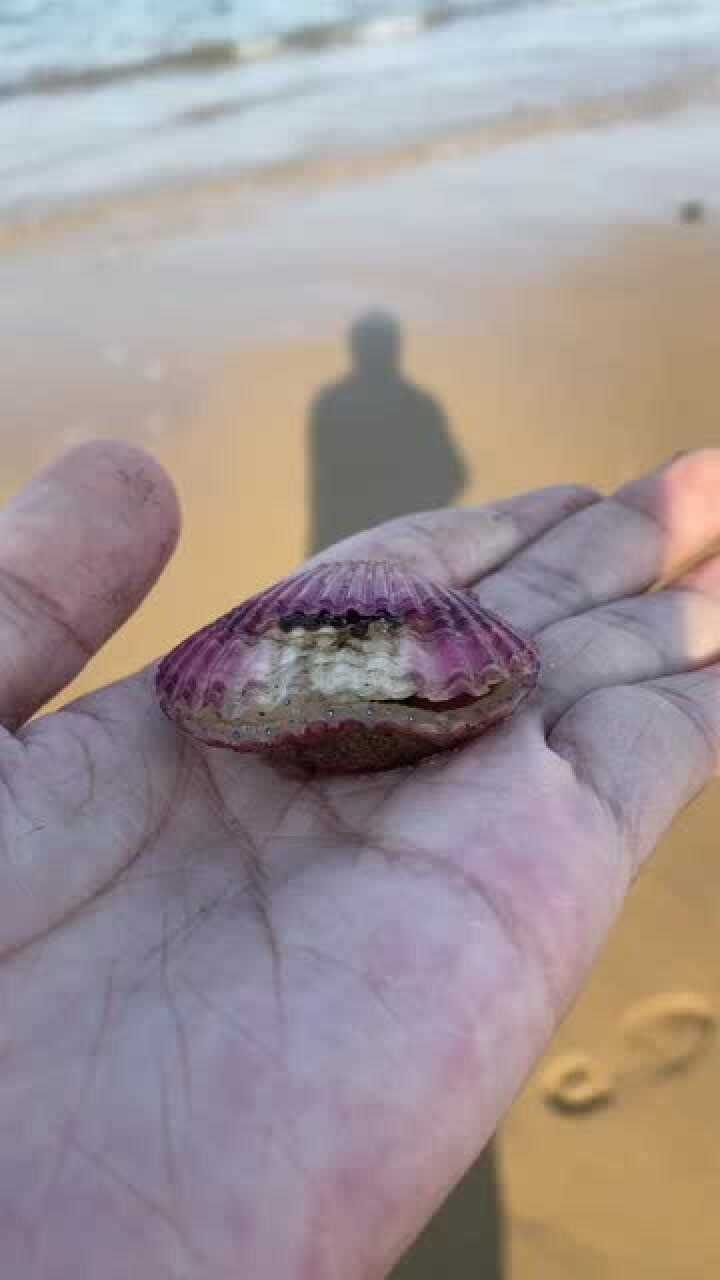 扇贝的眼睛真的好好看!