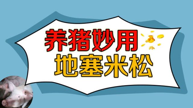 地塞米松是把双刃剑,养猪人想要用好它,需要掌握这7大要点!