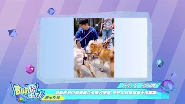 刘昊然被众多萌犬夹中间!杨玏陈天雨互动好有爱!杨玏拍摄现场逗乐陈天雨!