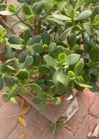 这盆植物有个可爱的名字叫做胖娃娃太萌萌哒了