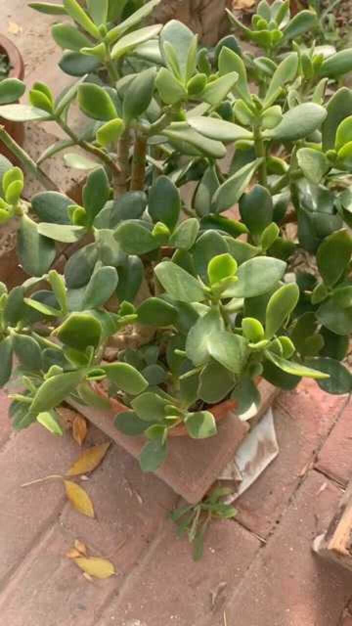 这盆植物有个可爱的名字叫做胖娃娃太萌萌哒了