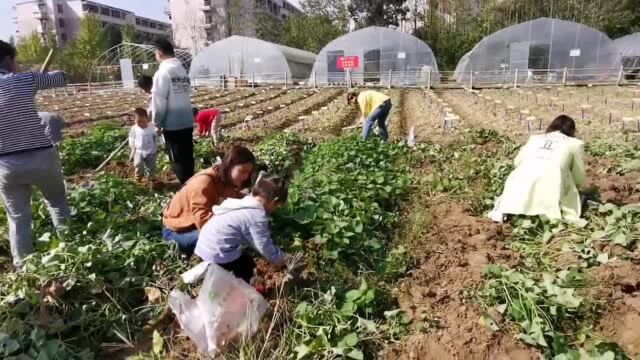 浙农林大2020师生丰收节,田间地头的一堂思政课