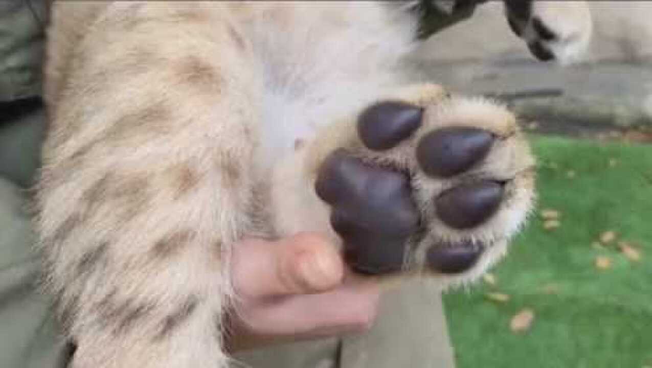 小狮子的肉脚掌这样捏好有手感一只脚掌都那么的可爱