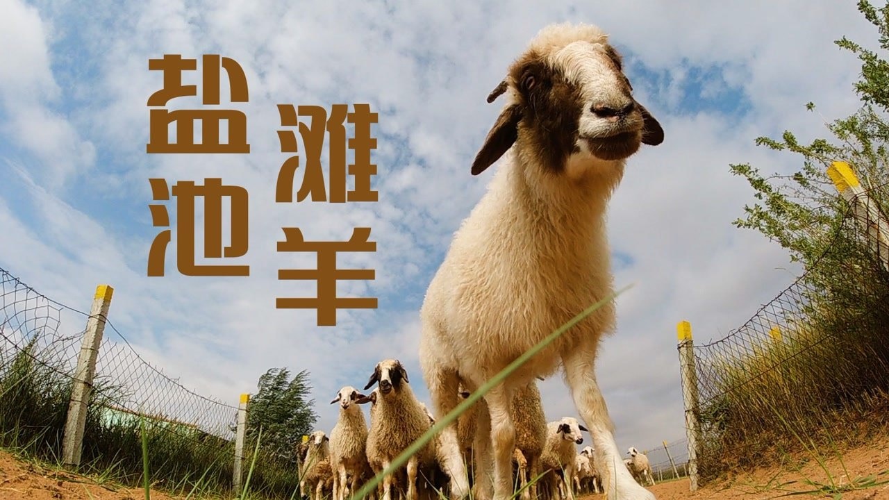 《源产地》宁夏盐池滩羊