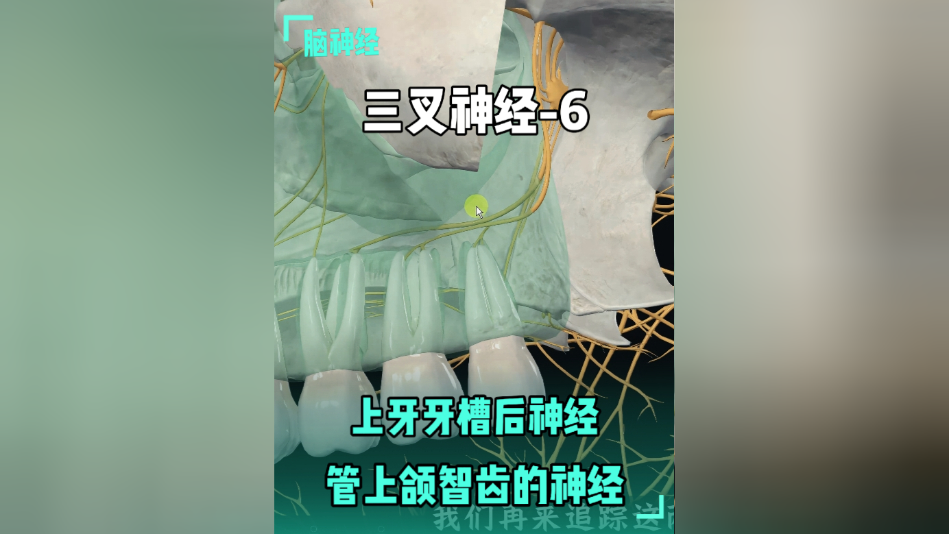 三叉神经-6:上压槽后神经,管上颌智齿的神经 _腾讯新闻