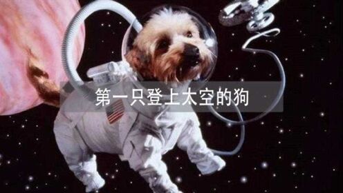 第一只登上太空的狗，至今仍在太空中漂浮！
