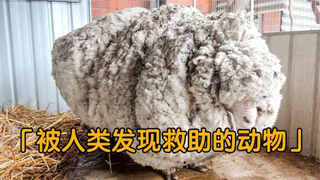 5个被人类救助的动物,一只羊七年没剪羊毛,羊毛重达41公斤?
