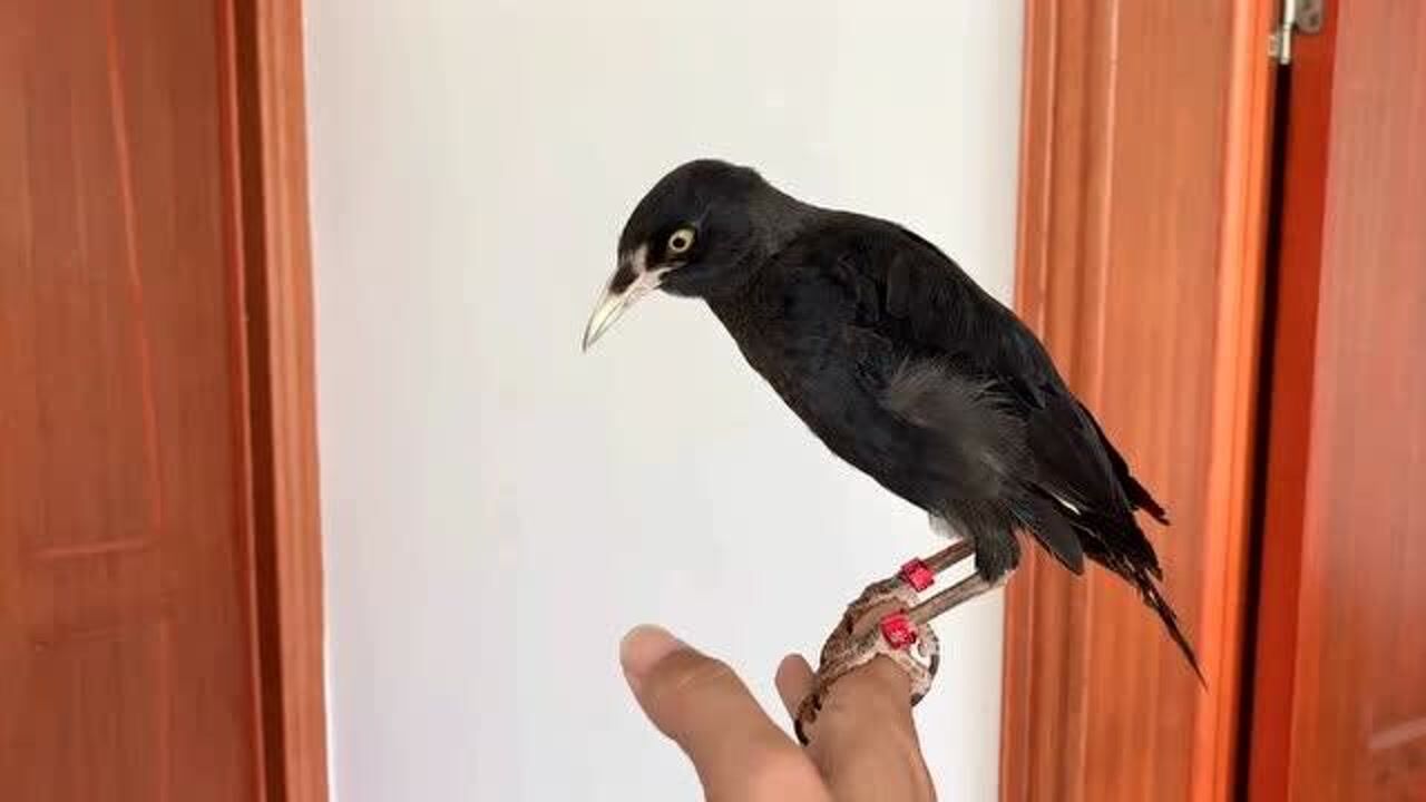 八哥鸟学说话的技巧和方法原来这么简单现在终于学会了