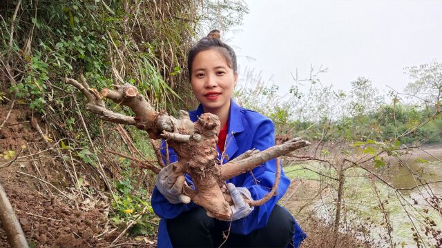 又挖到一棵极品临水式榆树,小伙伴觉得这是什么品种呢