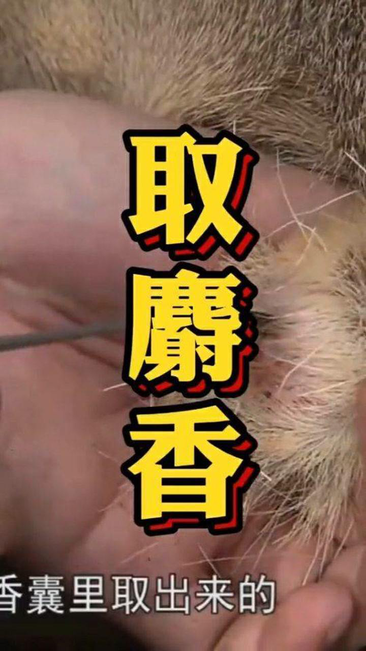 原来麝香是这样取出来的!长见识了!