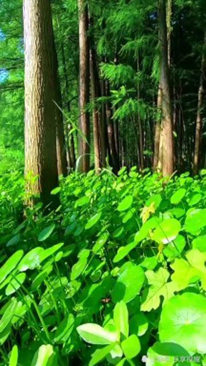 绿意盎然生机勃勃