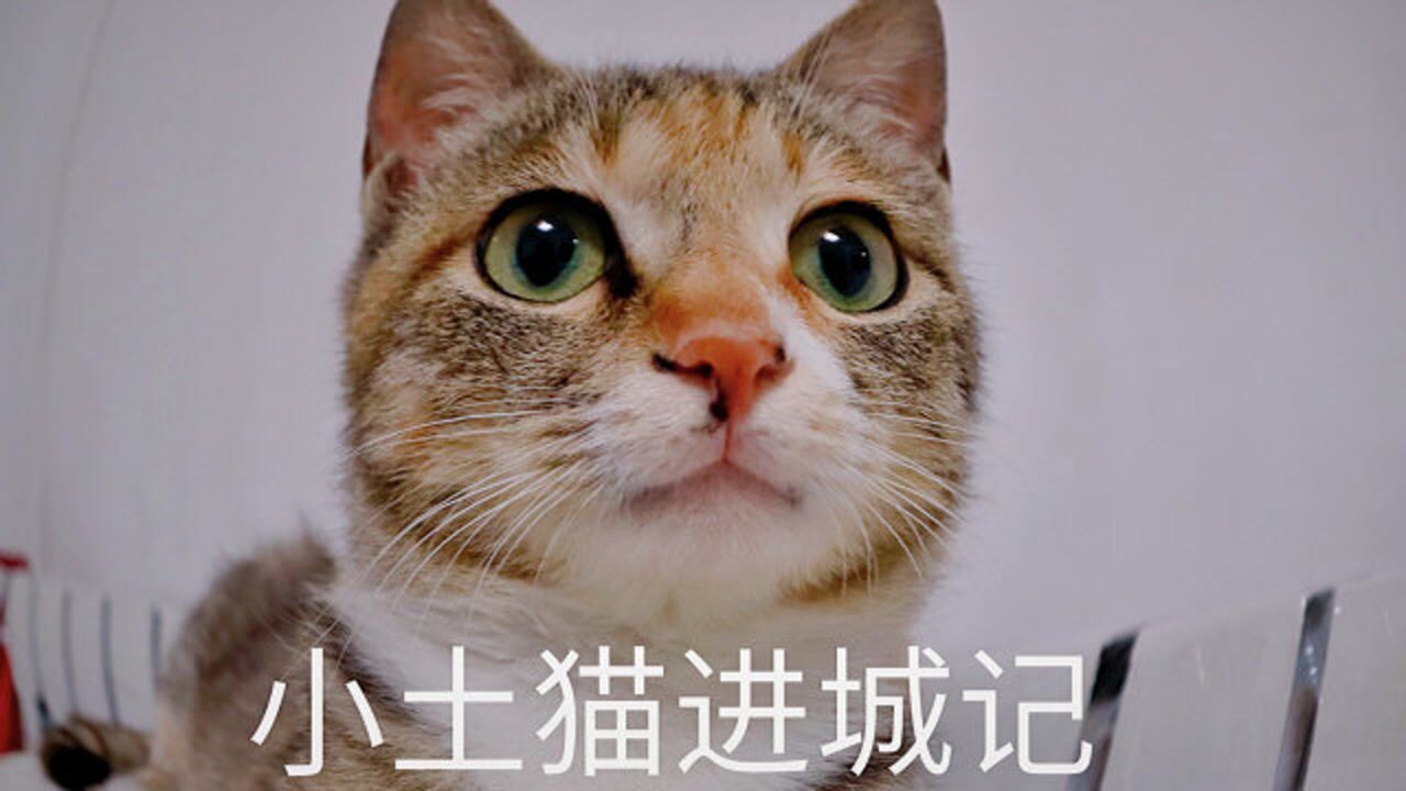 姥姥把村里中华田园猫送给外甥,小土猫要进城啦!