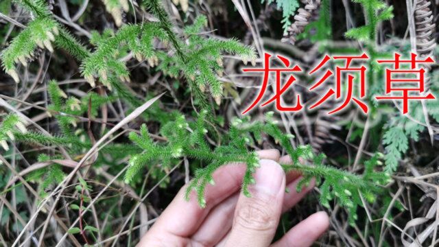 “龙须草”原来长这样!生长环境隐蔽难发现,它的价值怎样呢?