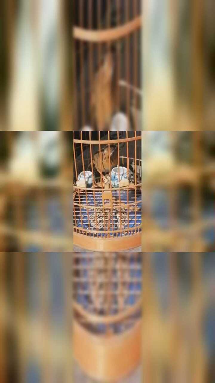 东东画眉鸟套之转发一只画眉鸟看看叫的怎么样?