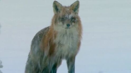 白雪皑皑的森林里动物觅食有难度！大胆儿赤狐在海雕嘴下侥幸夺食！