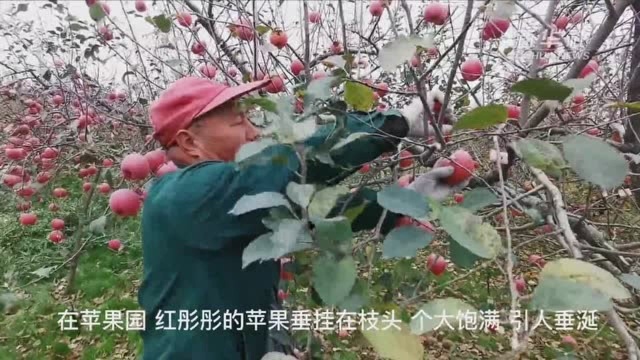 山东烟台:“雪苹果”迎来收获季