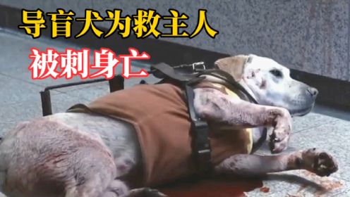 盲女遭遇连环杀人狂，为救主人导盲犬被刺身亡，韩国惊悚电影