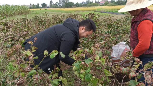 棉花需要及时采摘,天气不好,要保住收成得想办法