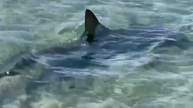 澳大利亚一家庭在海上遇锤头鲨群,在半米深的浅海与人亲密接触