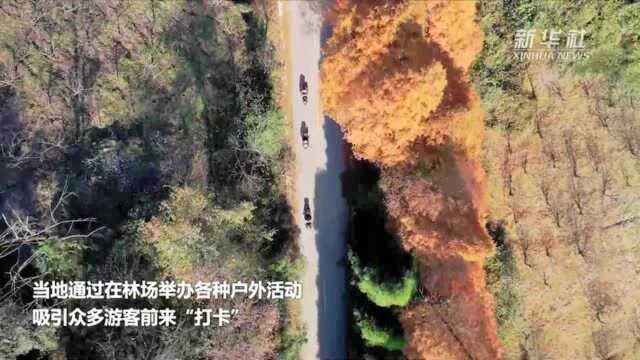 湖南靖州:水杉换“冬装”景色醉游人