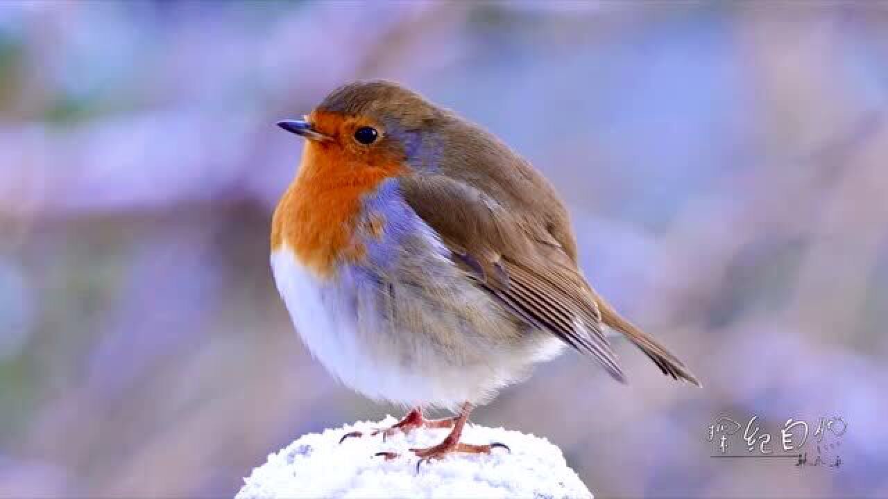 知更鸟:我不是胖球球,我只是毛茸茸