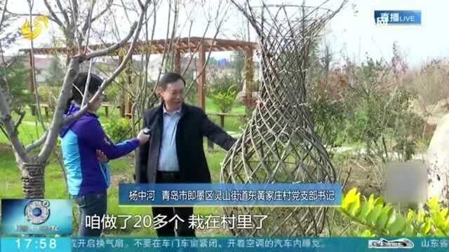 即墨:小蜡杆长成“摇钱树” 供不应求 带来千万效益