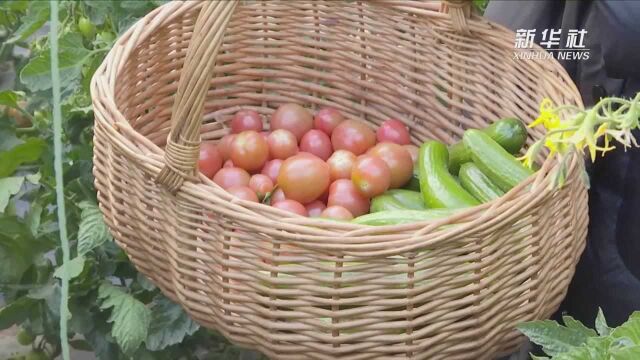 河北香河:优化种植结构 助力乡村振兴