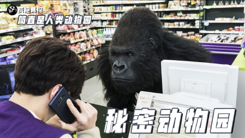 秘密动物园-3：超市被打劫，凶手居然是一只大猩猩，老板都炸了