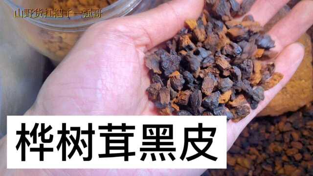 东北深山里稀有的桦树茸,怎么冲泡才好?