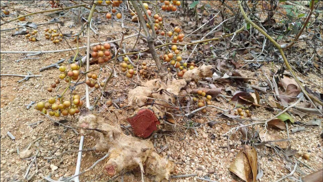 金刚藤煲汤红红的能让腿脚筋头放松放松跑步都变得没那么费劲