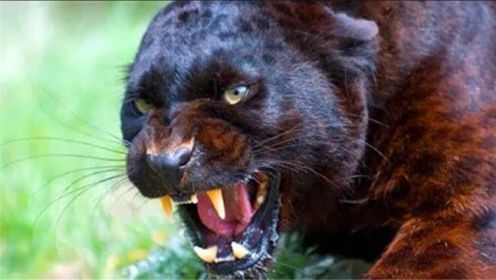 陆地最“强悍”动物，捕猎时一击毙命，狮子与老虎也得让它3分！