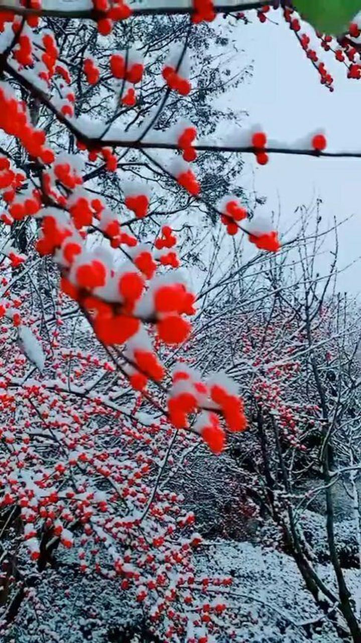 ѩк÷续