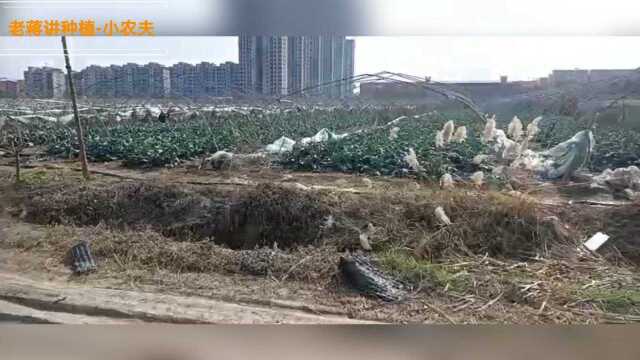 河南菜农赌西兰花好行情,晚茬种植80亩西兰花遇到强降温,可能会绝收