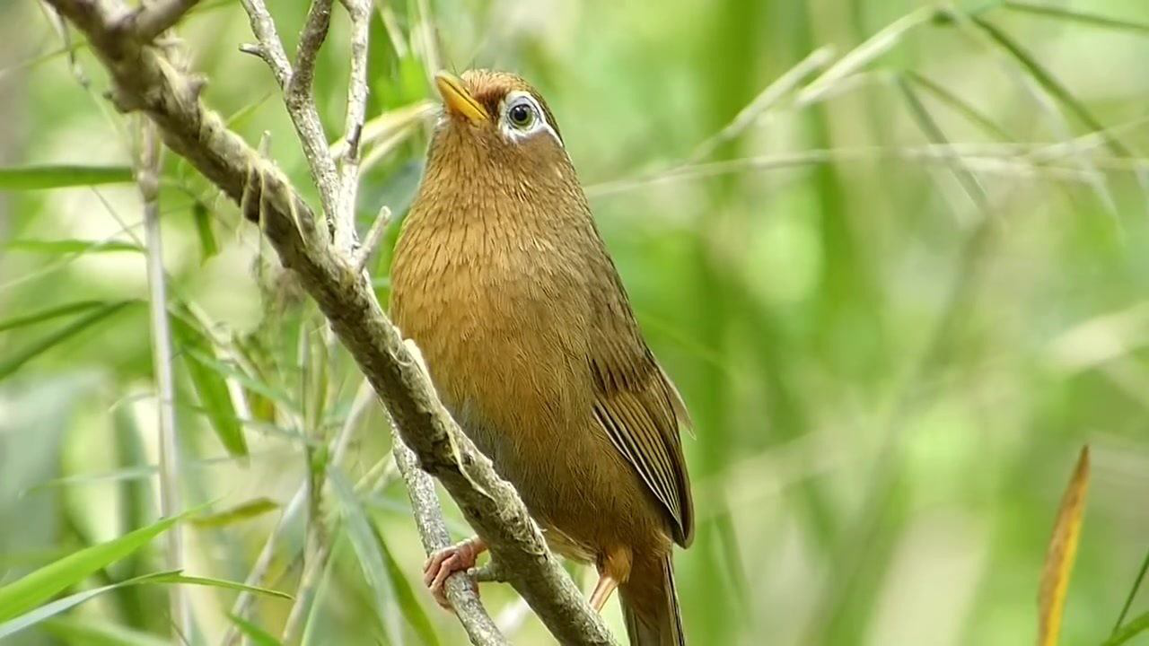 实拍山林野画眉,叫声悦耳清澈,花鸟市场买得大几千