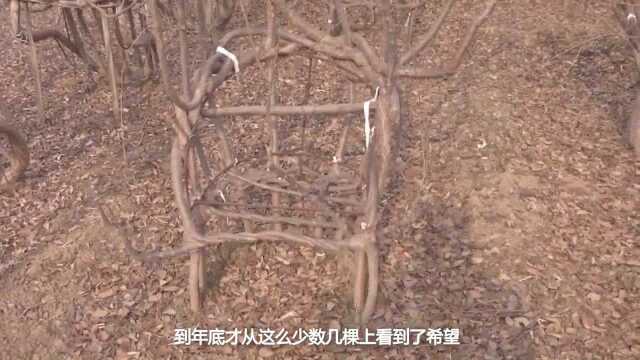 小伙耗时8年种出椅子树 每一把椅子都独一无二