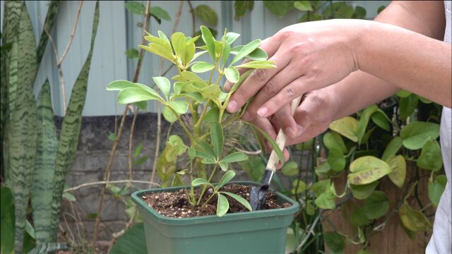 埋一把“粪蛋子”,鸭掌木迅速开枝散叶