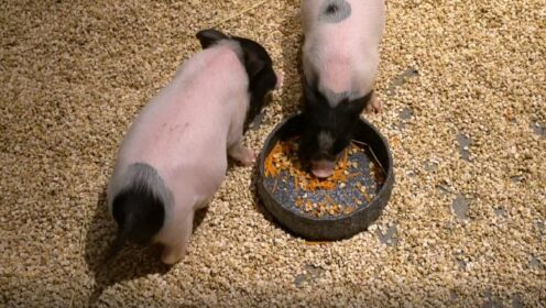 Cell Metabolism | 揭秘：肥胖的猪为什么不会得糖尿病？