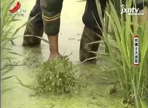 茭白生长期间 除了做好除草和清棵外 病虫防治也不容忽视