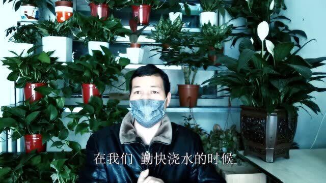 什么是养花“渗水隔离层”?不同规格花盆,做“多厚”最好?