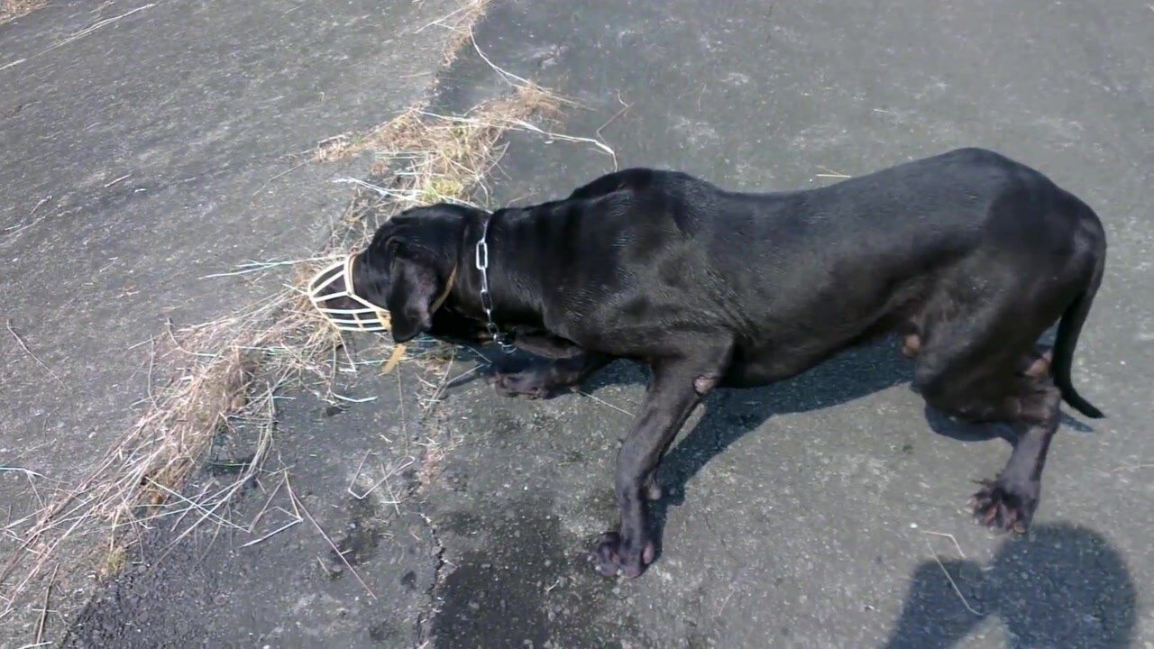 以為自己是黑豹的高山犬看見獵物直接衝上去