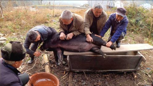 养了整整一年200斤的黑猪，老人嫌它不长肉，不料切开一看赚大了