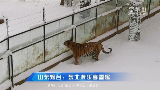 山东烟台:东北虎乐享雪趣