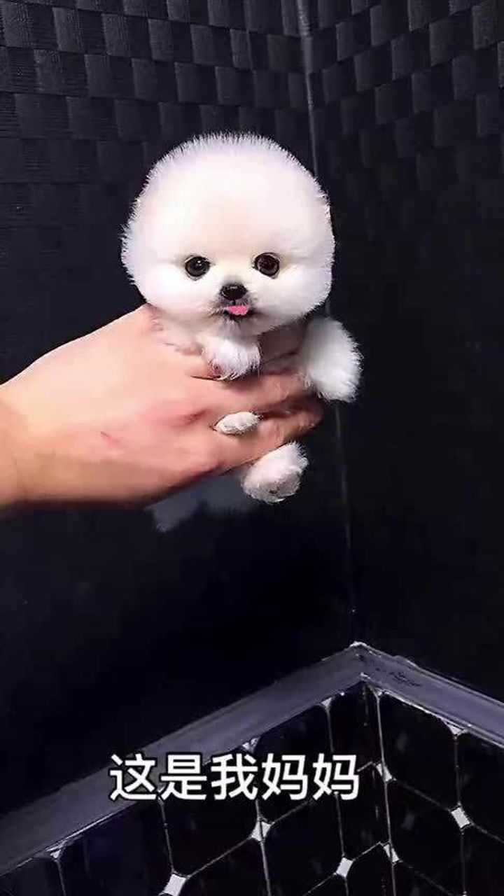你见过茶杯犬和哈士奇的结合体吗今天带你认识一下茶杯哈士奇