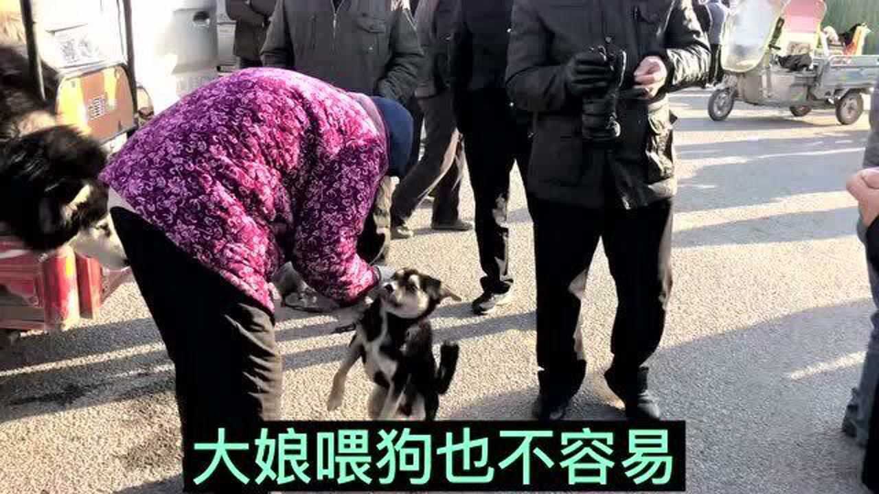 狗贩子现场“宰狗”，猛犬吓到毛骨悚然，镜头记录全过程 高清1080p在线观看平台 腾讯视频