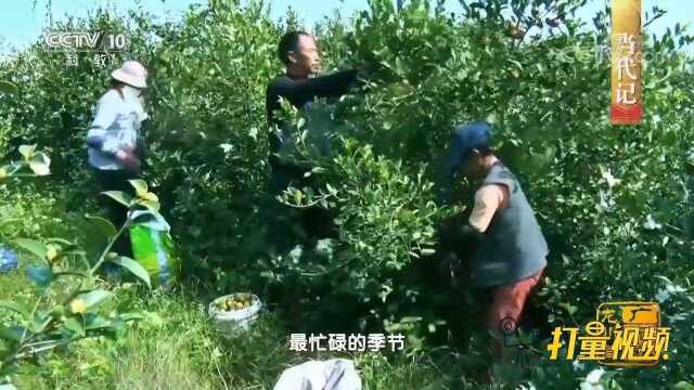 油茶树不仅抗污染能力极强,还能保持水土涵养水源