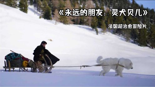 愿你归来仍是少年！来自阿尔卑斯山的大白熊犬的故事，超暖心超治愈！
