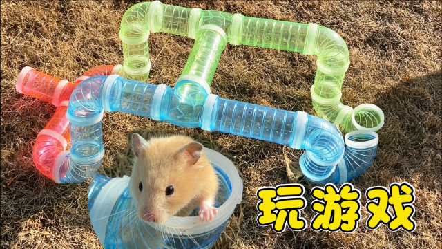 两只小仓鼠玩diy管道游戏,有一只太胖被卡住,好有趣
