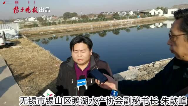 视频|大场面!无锡甘露青鱼全面开捕 15日集中上市